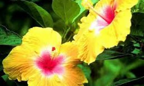 FLORA TRADE 2015